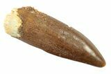 Fossil Sauropod Dinosaur (Titanosaur?) Tooth - Morocco #238731-1